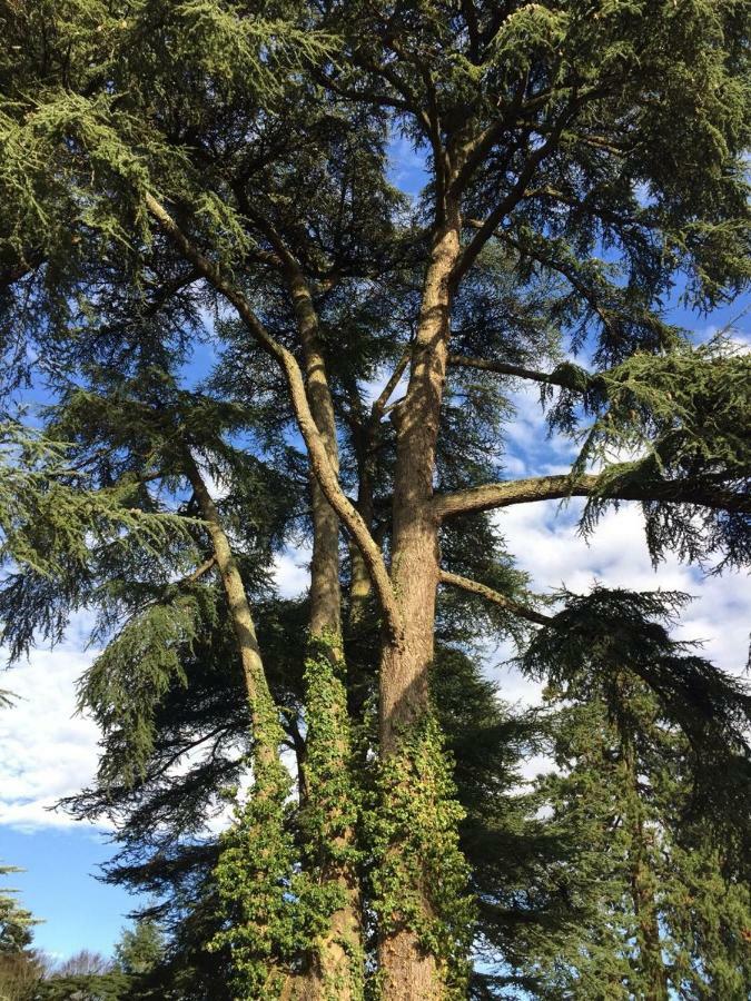 Chateau D'Ardree Bed and Breakfast Saint-Antoine-du-Rocher Buitenkant foto